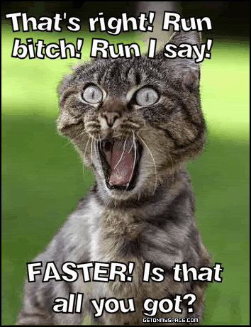funny cat picture. funny-cat-run.gif