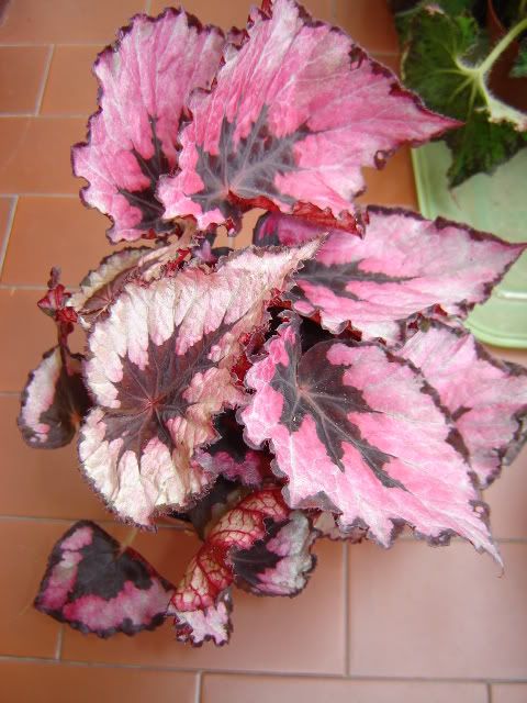 begonia002.jpg