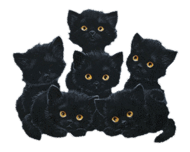 six black kittens image#2 Pictures, Images and Photos