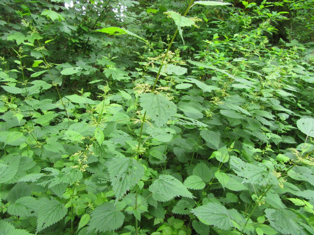 Nettles in clothing? | Bushcraft USA Forums