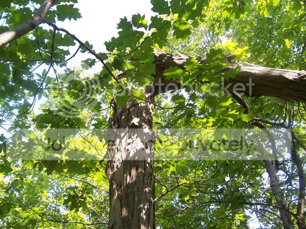 Shagbark Hickory!