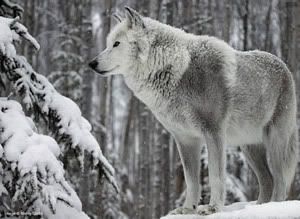 Pretty White Wolf Pictures, Images and Photos