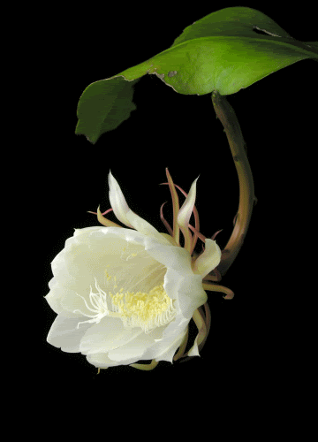 photo liveflowers.gif